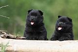 SCHIPPERKE 562